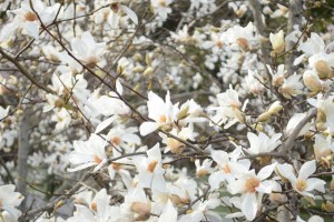 20160405　コブシの花が満開です (1)